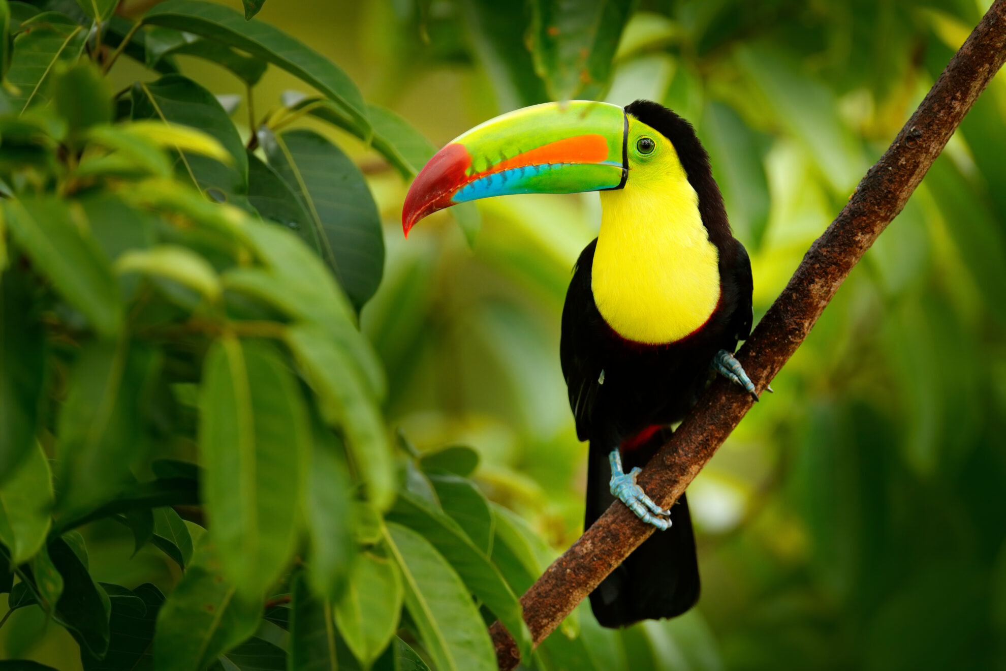 Keel-billed Toucan, Ramphastos sulfuratus, bird with big bill. T © ondrejprosicky / adobe.com