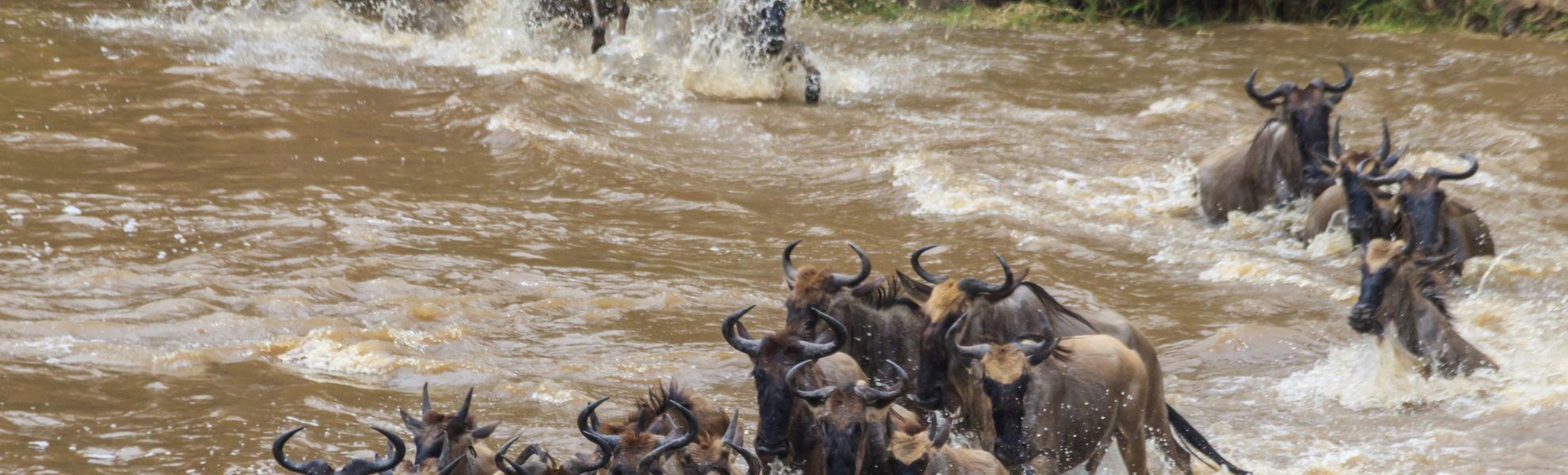 Wildebeest crossing the Mara river in Serengeti national park, Tanzania, great Migration
