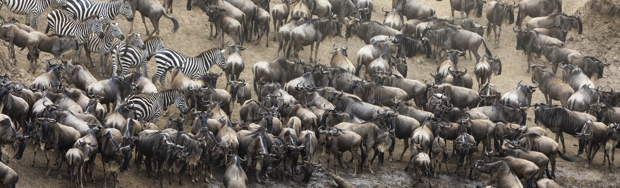 Thousands of white-bearded wildebeest and zebras Mara river great migration