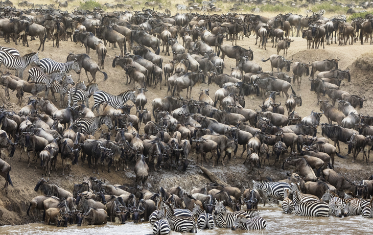 Thousands of white-bearded wildebeest and zebras Mara river great migration