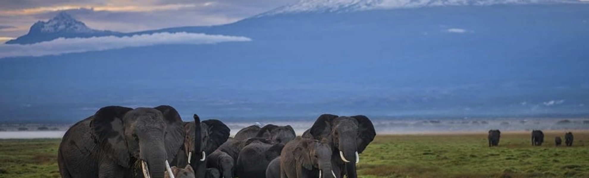 Elefanten im Amboseli NP